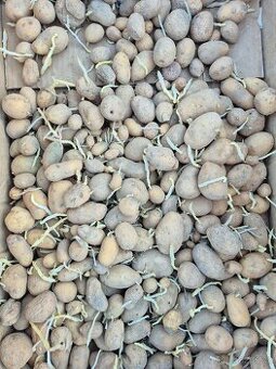 Sadbové brambory Gabreta