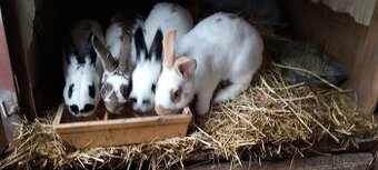 Králíci k chovu i na maso