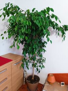 Ficus benjamin - 1