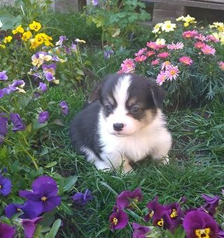 Welsh Corgi Pembroke, s PP FCI