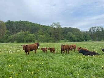 Prodám krávy jalovice telata plemenné býky Aberdeen Angus