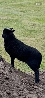 Quessantský (Ouessanský) beránek