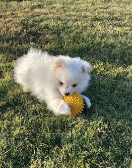Pomeranian