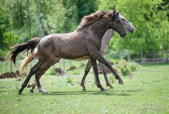 Lusitano valach (2024) – ideální parťák pro radost i sport