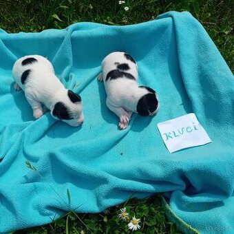 Zadam štěňatka jack russel teriera