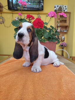 Baset, Basset hound, Basset - 1