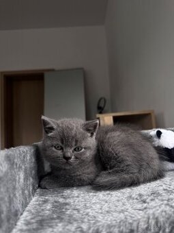 Skotská koťata na prodej