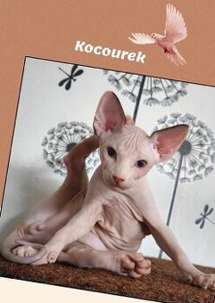 Kanadský sphynx koťátko již k odběru - negativní FeLV / FIV