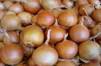 CIBULE 15kč/kg