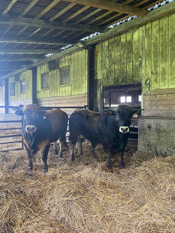 Plemenní býci Aubrac a Angus
