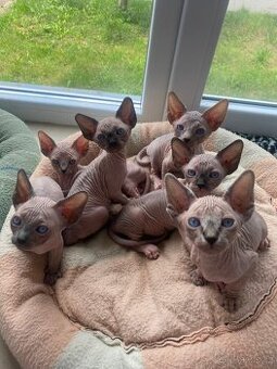 Sphynx