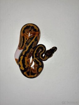 Krajta královská - Piebald