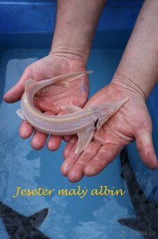Jeseter