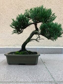 Bonsai, bonsaj, jalovec, juniperus sabina