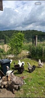 HEDVÁBNIČKY- kohouti