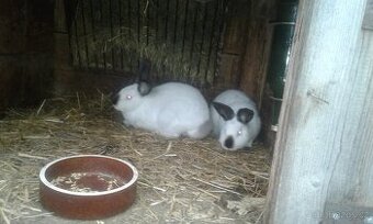 Kalifornský králík