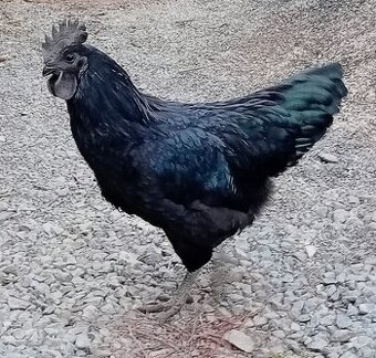 Kohout Ayam Cemani
