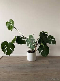 Monstera - vzrostlá rostlina