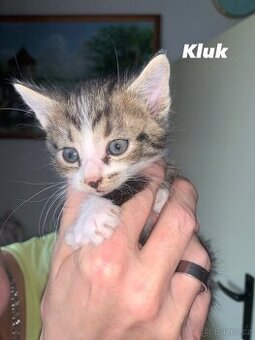 Koťátka hledají milující domov - 1