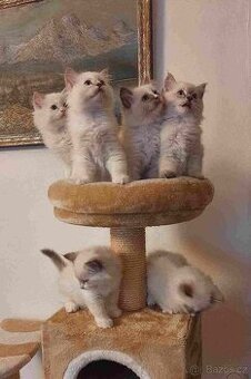 Prodám koťata Ragdoll bez PP