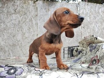 Jezevčík trpasličí