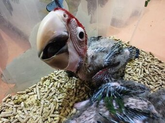 Ara zelenokřídlý (Ara chloroptera)