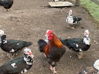 Prodám kachny pižmové