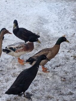 Indický běžec kačeři