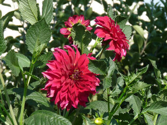 jiřiny červené - viz text a foto