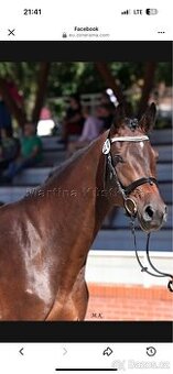 Prodám 3,5 letou krásnou klisnu