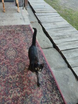 Daruji loňské kotě