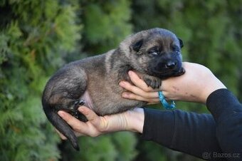 Německý ovčák s PP štěňata