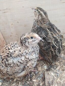 Křepelky -slepičky