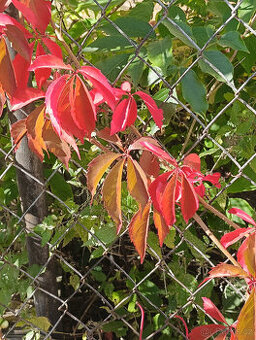 popínavá liána - PSÍ VÍNO (Přísavník pětilistý)viz text,fota