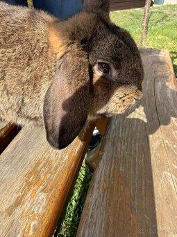 Zakrslý králíček sameček beránek