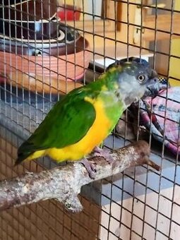 Papoušek senegalský - samec