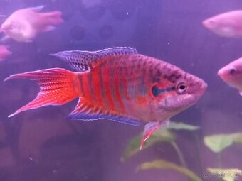 Rájovec -  i do jezírka