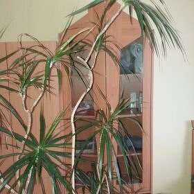 Palma stromek 200 cm