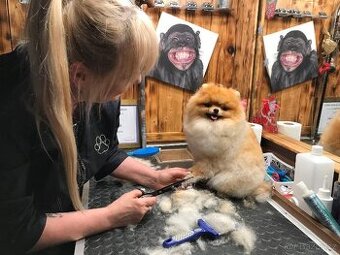 Psí salon v Teplicích