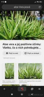Pravá Aloe Vera
