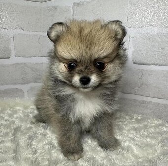 POMERANIAN Boo