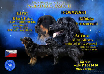 Hovawart - štěňata s PP