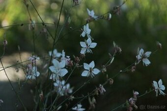 Gaura svickovec bila barva kvetu - 1