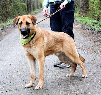 DONALD K ADOPCI - 2,5 ROKU, AKTIVNÝ,PŘÁTELSKÝ,VHODNÝ K RD - 1