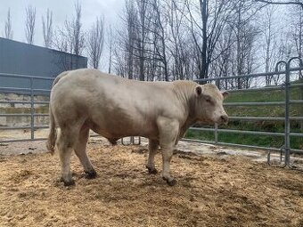 Plemenný býk CHAROLAIS