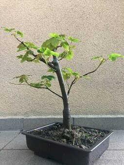 Bonsai, Bonsaj, jamadori, javor mléč