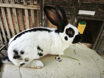 Králíci Hyla (massyla) F1, NOS