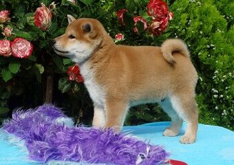 Shiba inu s PP FCI