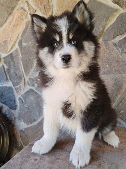 Daruji 10 týdenní štěňata -Křížence sibiřský husk a samojed