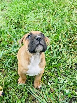🐾 Štěňátka American Bully XL bez PP – k odběru 🐾